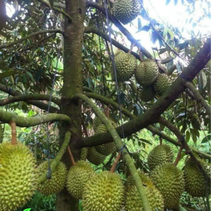 Pohon durian bawor usia 4 tahun berbuah lebat