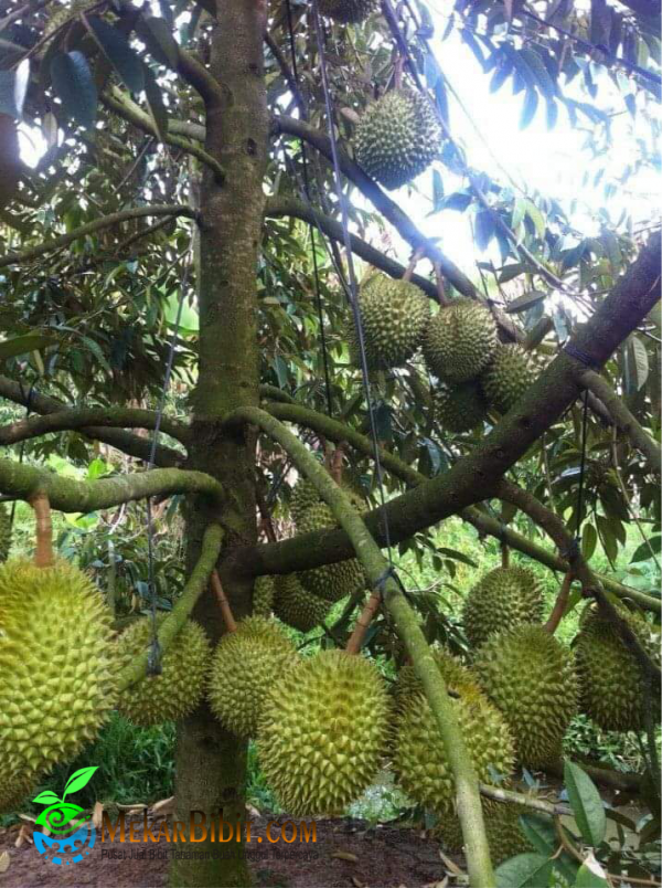 Pohon durian bawor usia 4 tahun berbuah lebat
