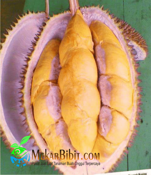 Download 8800 Koleksi Gambar Durian Kuning Paling Bagus 