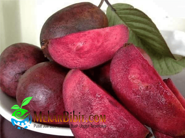 Jambu Merah Australia Jual Bibit Tanaman Buah Termurah Mekar Bibit