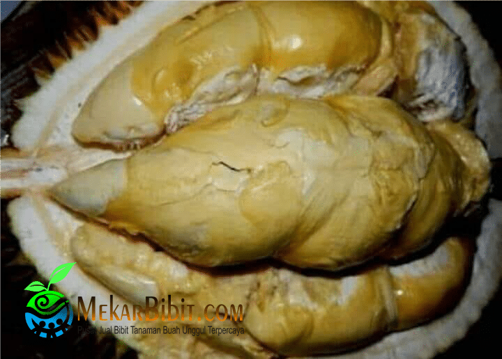 Unduh 8100 Koleksi Gambar Durian Kumbokarno Terbaru 