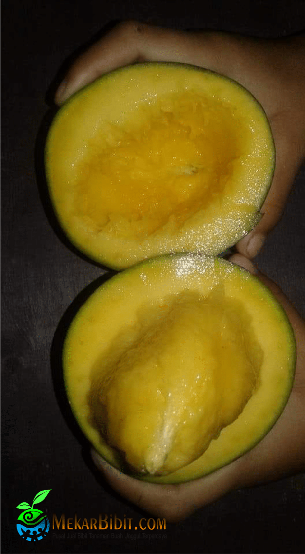 MANGGA ALPUKAT - Jual Bibit Tanaman Buah Termurah - Mekar Bibit