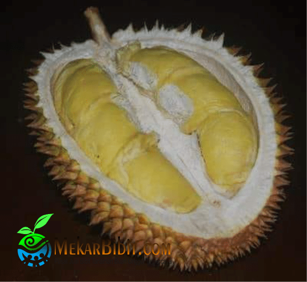 Unduh 9500 Gambar Durian Mimang  Gratis