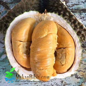 Bibit Durian Ochee/Durihitam