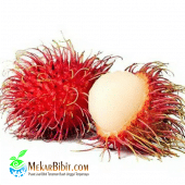 rambutan11